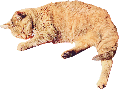 きじ猫